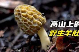 野生羊肚菌可以采摘了，山里面去寻找一些，看看今年能采多少视频封面