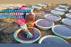 一晚赚上万元，臭水沟里的红虫为何如此值钱？捞红虫是怎样的黑产视频封面