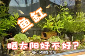 鱼缸晒太阳有什么好？好处蛮多的，我每天都晒我的鱼缸视频封面