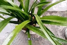兰花的价格为什么那么贵，无外乎这“2原因”，一次性解释清楚视频封面