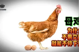 母鸡为什么不用交配就能一直下蛋？视频封面