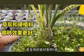 草炭土种兰花的效果怎么样？我觉得要强2倍，大家觉得呢？