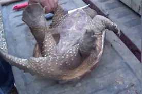 大叔现场宰杀鳄龟，斧头锤子齐上场，切开肉质红嫩，800块值了