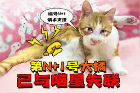 猫咪的蛋蛋真的是喵星球通信器么？绝育后的大橘无法联系母星了！