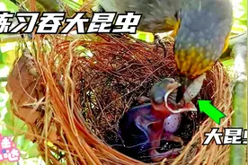 出壳不久鸟宝宝开始练习吃大昆虫，它狂吞大昆虫，吃后脖子都歪了视频封面