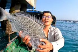 桥墩下的黄翅鱼是饿疯了吗？饵料下水就吃钩，大鱼拉到手软！视频封面