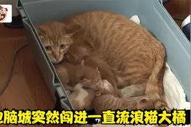 电脑城突然闯进一直流浪猫大橘，全体动员起来抓住了它。视频封面