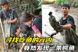 粉丝来电说养殖的鱼不吃草，请我抓吃鱼的元凶，竟然发现一条鳄鱼视频封面