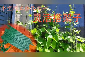 小空间灵活搭架子，种上你一直想种的爬藤作物。视频封面