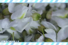 血压不老实？这三种天然的降压花来帮忙！视频封面