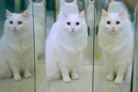 猫咪初体验镜子迷宫被颠覆认知,看到四周全是自己都懵了 激萌奖金视频封面