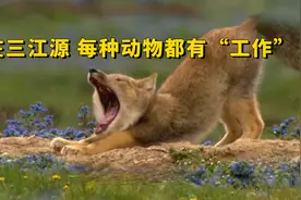 在三江源地区 每种动物都有“工作”视频封面