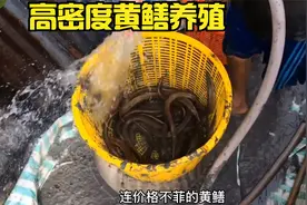 以高密度养殖黄鳝，不仅能减少场地还能方便收成，提高利润