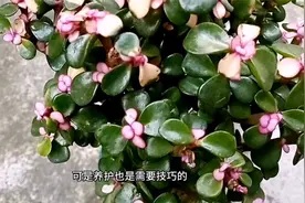 金枝玉叶“突然开花”，是在释放“求救信号”，别傻傻不当一回事视频封面