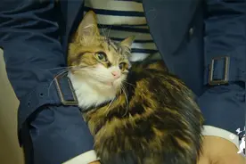 猫咪达达治疗传腹的日子，就像做梦一样，好在一切都有了回报