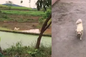 娘家的狗狗每天跑到婆家探望女子，白天来晚上回从不过夜视频封面