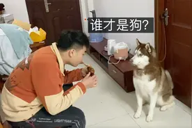 二哈被拴住不能动，当着它面吃炸鸡，它会作何反应？视频封面