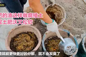 楼顶种菜：沤肥的渣这样做成腐殖土，肥沃又松软，分享堆肥全过程视频封面