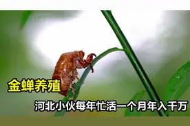 河北小伙用三千元养金蝉，研究金蝉养殖新方法，带领村民赚千万