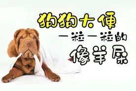 狗狗大便一粒一粒的像羊屎