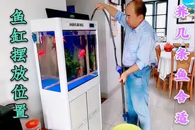 家庭养鱼几条合适，鱼缸位置如何摆放，听听阿武的详细介绍视频封面