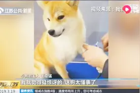 柴犬生病抽血主动伸爪，后腿颤抖强装镇定，主人都惊讶了！视频封面