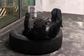 西安的大猩猩好有文化  认真读报的样子真好看视频封面