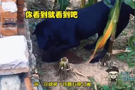 狗子：我以后会分给你的，但你不能偷视频封面