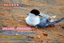 小沙堆上的生命奇迹，燕鸥的艰难育雏，充满危机和顽强的生命力视频封面