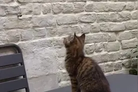 都说猫能看见人看不见的东西！就让我来打破这谣言！视频封面