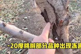 冬季气温骤降桃树容易发生冻害，我们需要采取什么措施？视频封面