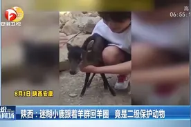 陕西：迷糊小鹿跟着羊群回羊圈，竟是二级保护动物视频封面