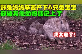 野兔产下6只兔宝宝，尽管躲过乌鸦和喜鹊的偷袭，意外还是来临了