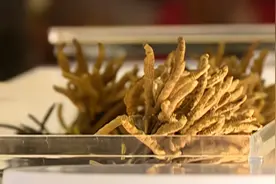超滋补！补气虫草搭配花旗参，怪不得这么昂贵丨DV现场视频封面