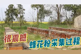 你知道吗？这才是蜂花粉的采集过程，产量稀少的原因在这视频封面