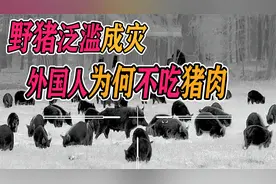 600万头野猪，泛滥成灾，外国人不吃野猪肉，理由奇葩，视频封面