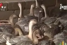 鹅是多餐少食的动物，刚出壳第一周，要用雏鹅专用饲料饲喂视频封面