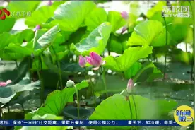 热爆！本周江苏高温或将破历史纪录，最高温可达42℃视频封面