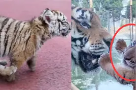 母爱无疆！小老虎与虎妈相认，虎妈隔着玻璃温柔抚摸孩子！