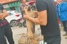 极品小黄狗，多个选狗师傅轮番挑选，选出致命缺点视频封面