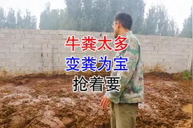养牛场的牛粪怎么才能变废为宝？小薛家的牛粪150元一车，抢着要视频封面