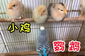 测试：如果把“小鸡”和“鹦鹉”，放在同一个笼子里，会怎么样？