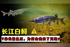 长江白鲟被官宣灭绝，为何鱼王会走向绝路？濒临灭绝的还有哪些鱼视频封面