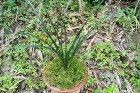 兰盆上到底要不要铺苔藓，兰友们都来说下你的观点视频封面