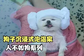 主人带两只狗子去泡温泉，两只狗子反差也太大了，不过都太可爱了视频封面