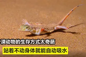 70度的沙漠，动物们的奇葩生存方式：棘蜥身体自动吸水，太神奇了视频封面