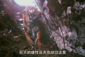 远征之虎：终发现老虎踪迹，男子喜极而泣，野生虎珍贵画面大曝光视频封面