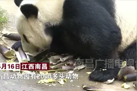 揭秘！走近动物园的饲养员视频封面