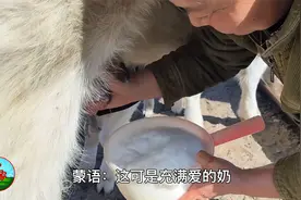 平凡又有趣的牧区生活，看小羊羔的“奶妈”！和牛犊抢奶吃？视频封面