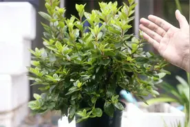 杜鹃花养不好不开花？园艺师教你，用硫酸亚铁，促进喜酸植物开花视频封面